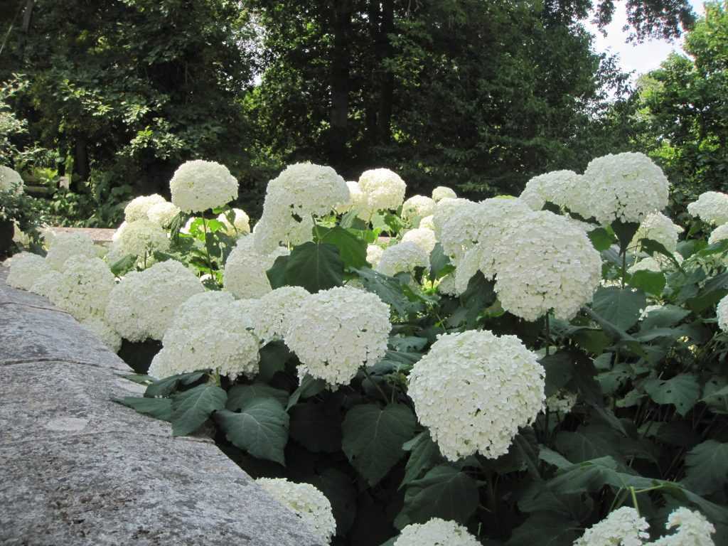 Hydrangea arborescens 'Annabelle' (3)