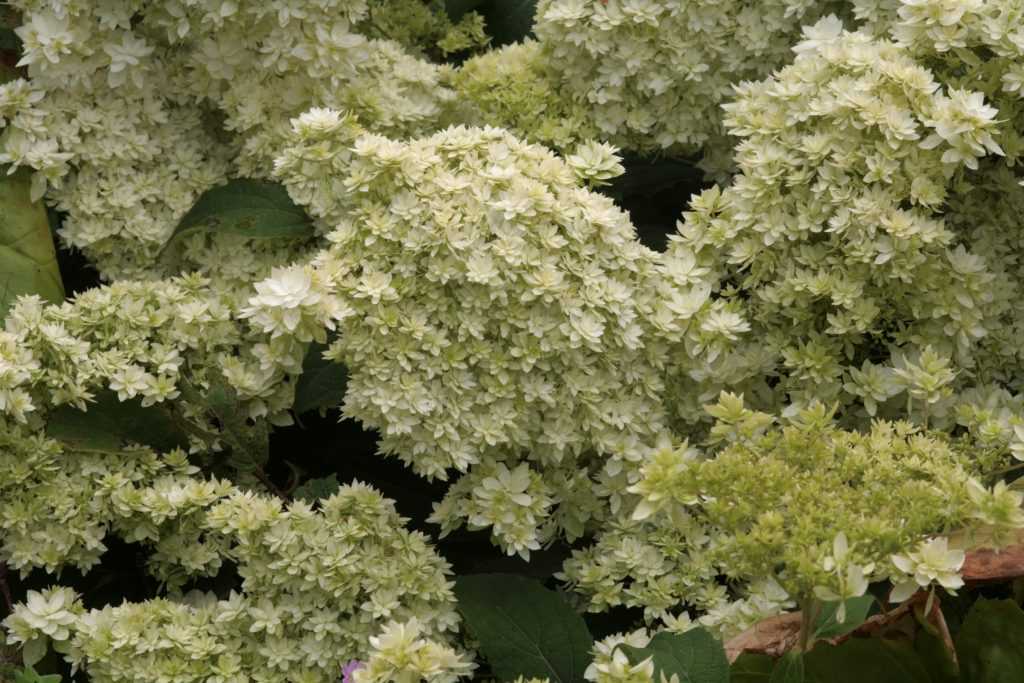 Hydrangea arborescens Hayes Starburst (6)