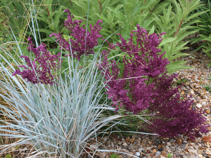 Salvia nemorosa Schwellenburg, mon coup de cœur de l'été.