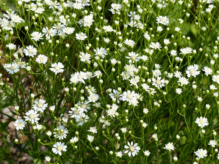 Aster ptarmicoides, une multitude de fleurs blanc cassé pour une bordure de massif un peu sèche