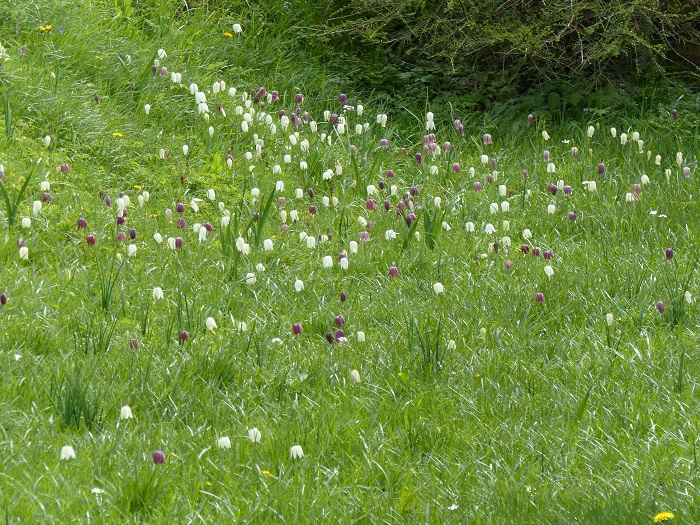 Les fritillaires pintade (Fritillaria meleagris) prospèrent depuis près de 100 ans dans ce creux de terrain frais à Great Dixter