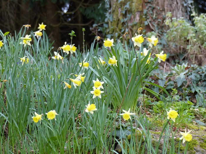 Narcisses des bois (Narcissus pseudonarcissus) au parc de la Beaujoire à Nantes