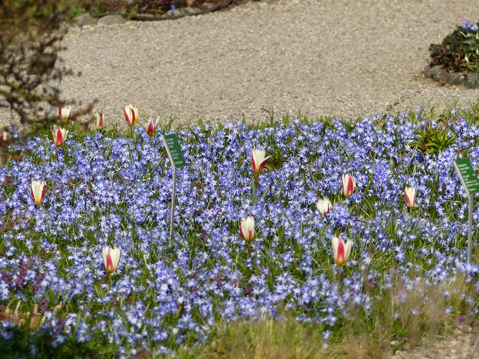 Un tapis de Chionodoxa luciliae réveillé par quelques tulipes greigii dans un massif ensoleillé d'Hermannshof