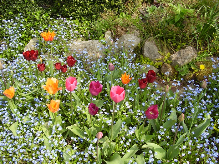 Un tapis de myosotis bleus sert d'écrin à la collection de tulipes 'Carnaval de Venise' aux couleurs audacieuses !