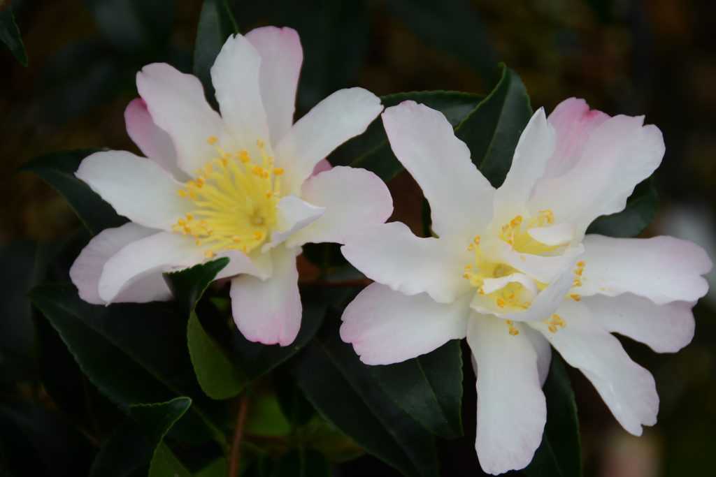 Camelia-Frosted Star