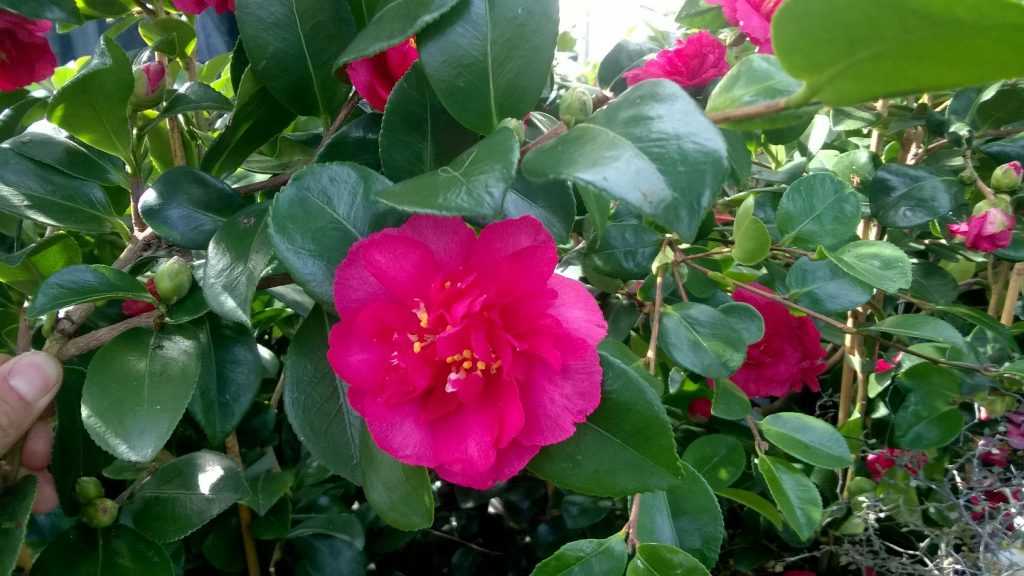 Camellia-Bonanza