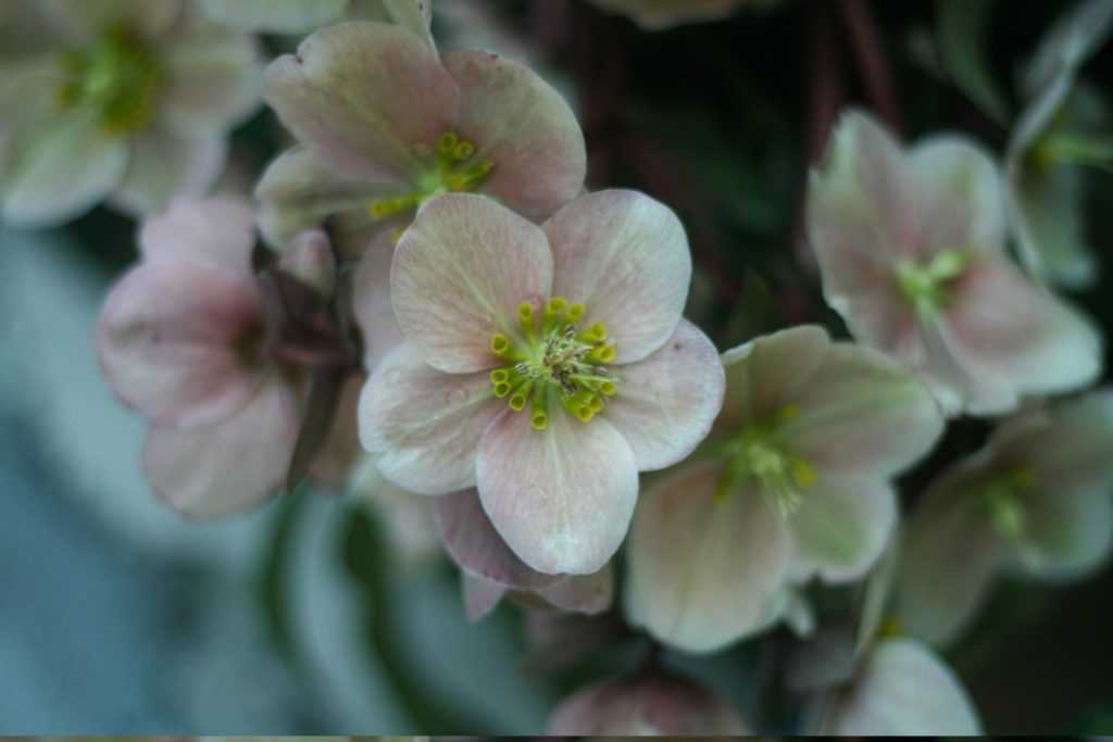 Les fleurs d'hellébores bravent le froid de l'hiver !