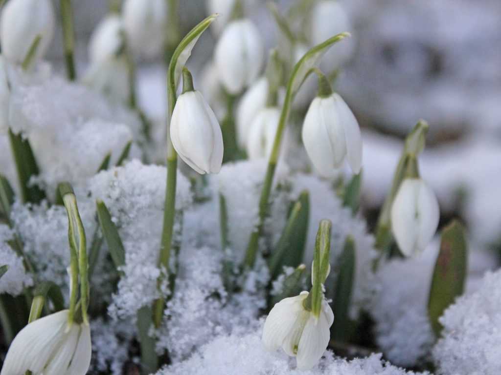 Les fleurs du perce-neige apparaissent en janvier quelle que soit la météo, qu'il neige ou qu'il fasse doux comme cette année !