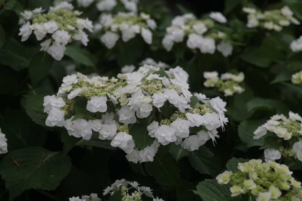 Hydrangea macrophylla Wedding Gown