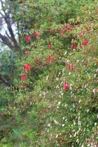 Fuchsia (F. magellanica) et Erigeron (E.karvinskianus)