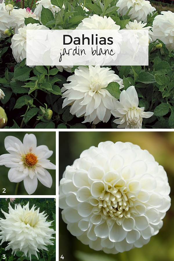 Dahlias pour jardin blanc : Lady Liberty - Bride's Bouquet - Klondyke - Pompon blanc