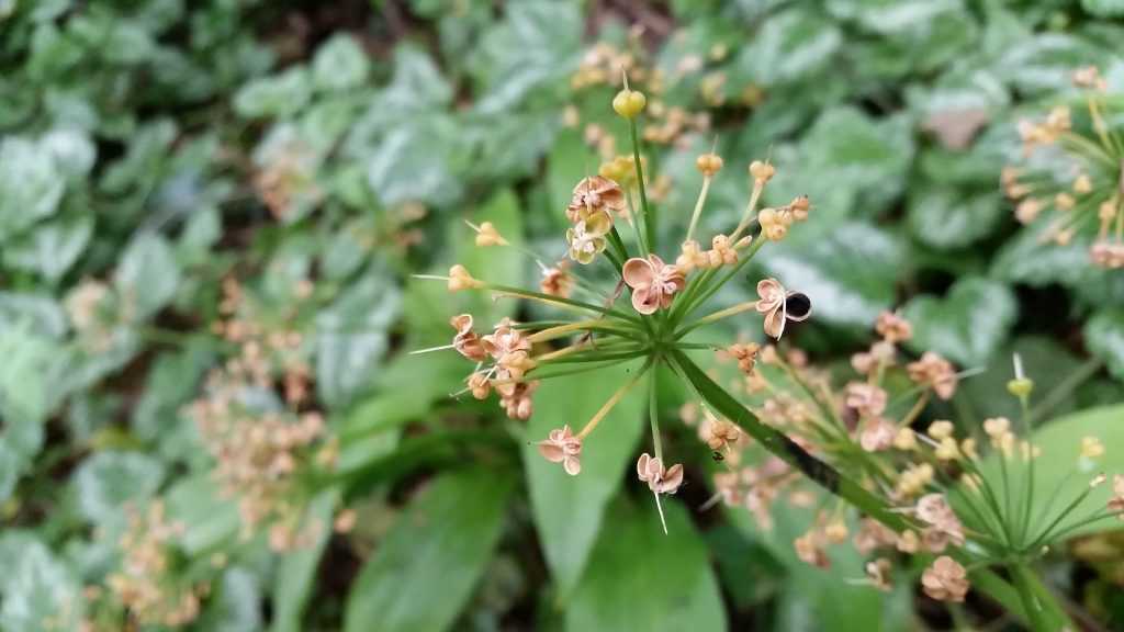 Capsules de graines sur une inflorescence d'ail des ours (Allium ursinum)