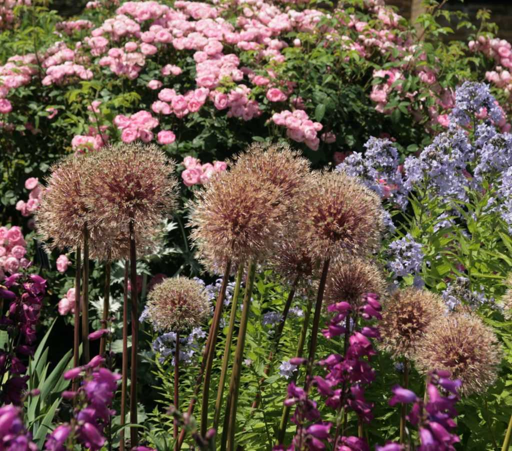 Allium Globemaster en fin de floraison