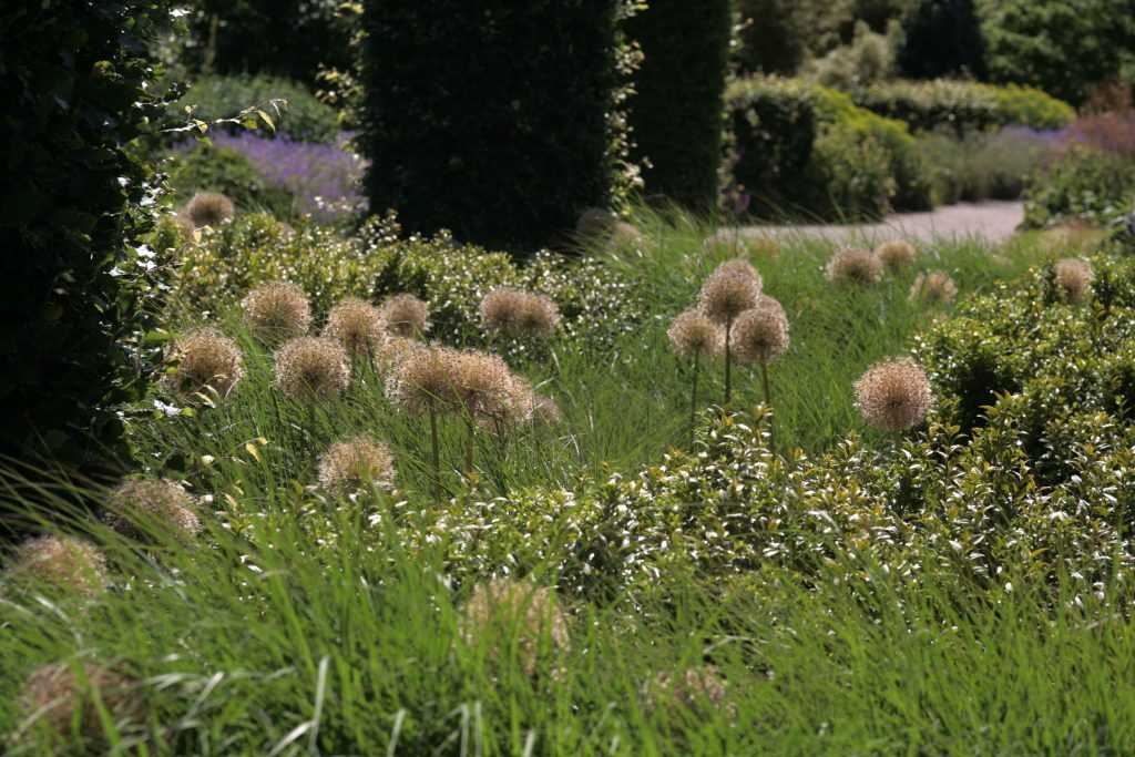 Tête d'Allium émergeant des graminées 