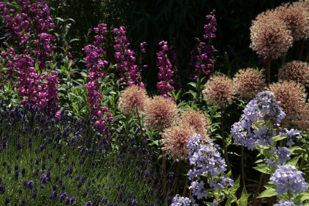 Fleurs fanées d'Allium Globemaster en mélange avec des campanules, penstemons et lavandes