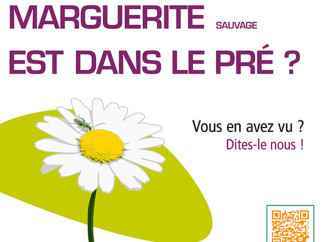 comptons les marguerites, une idée sortie pour ce week-end