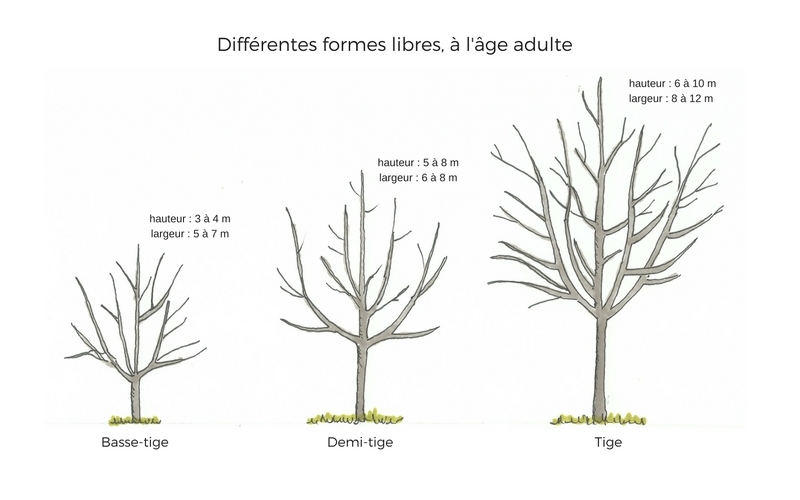 formes-fruitieres-libres