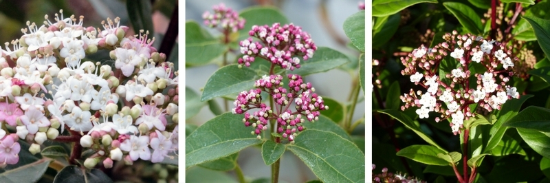 Variétés de Viorne tin