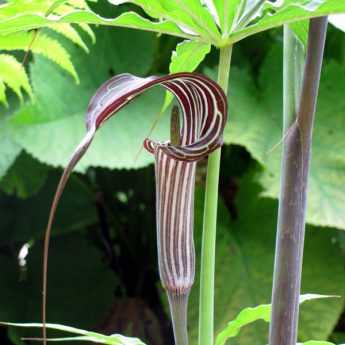 Arisaema ciliatum, un "serpent végétal"