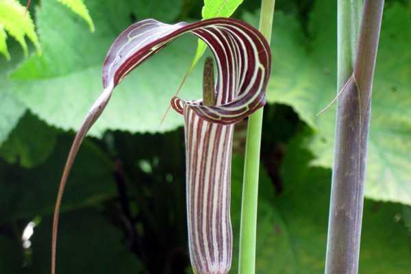 Arisaema ciliatum, un "serpent végétal"