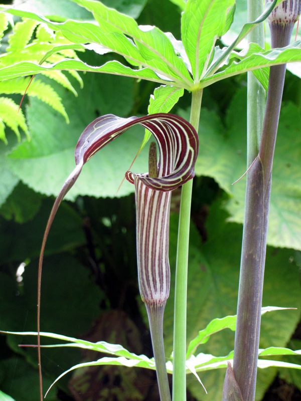 Arisaema ciliatum, un "serpent végétal"