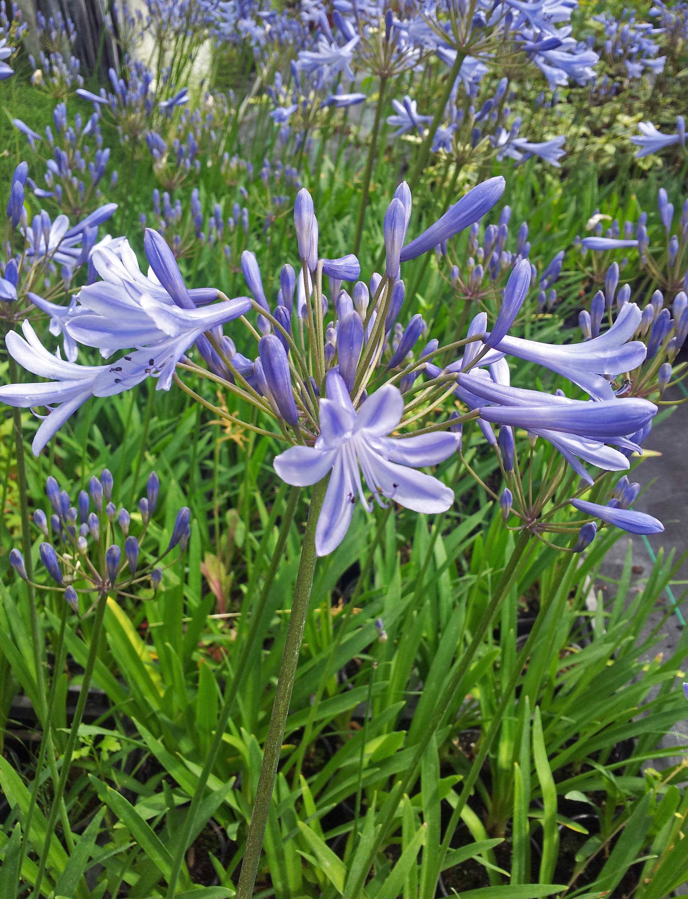 Tout ce que vous avez toujours voulu savoir sur les agapanthes...