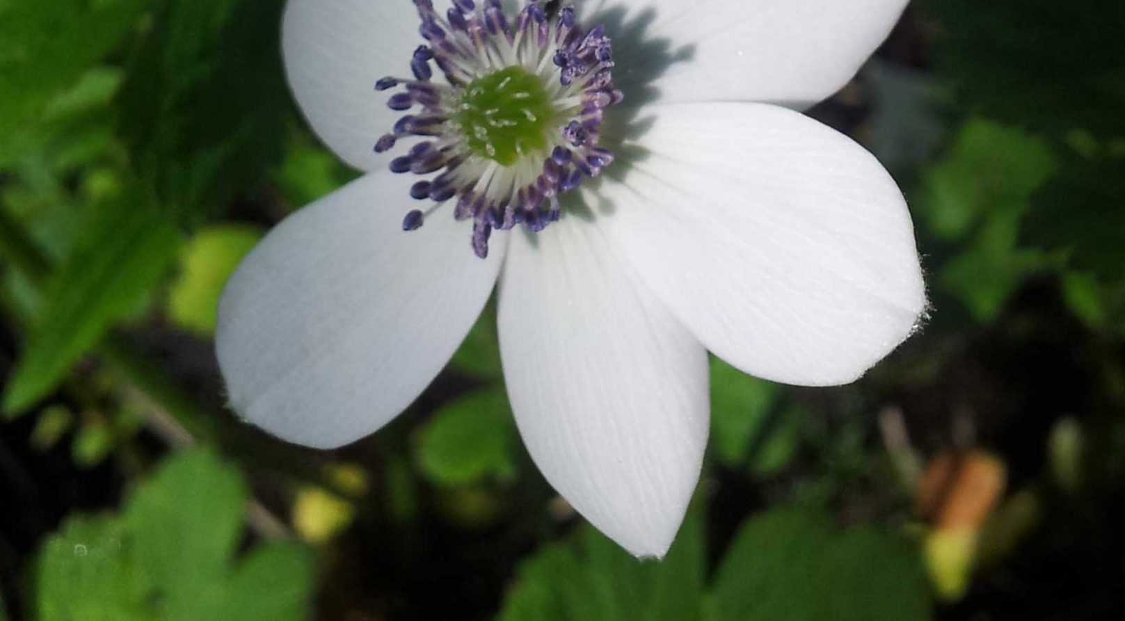 Anémone rivularis