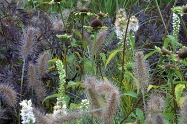 Fleurir le jardin en Automne