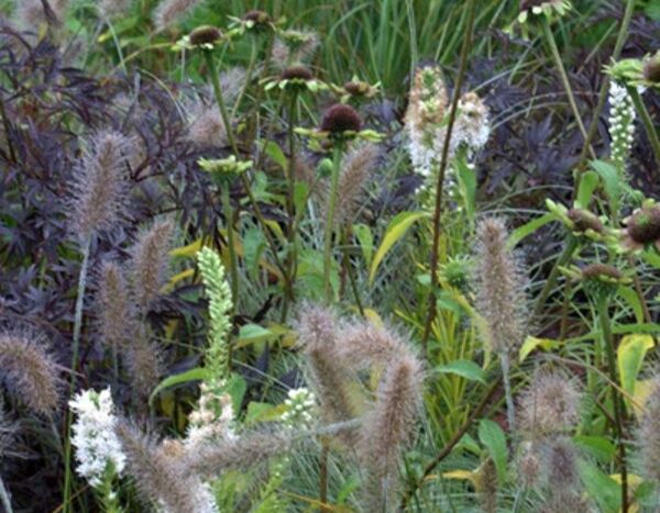 Fleurir le jardin en Automne