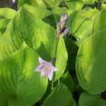 Hosta Sum and Substance