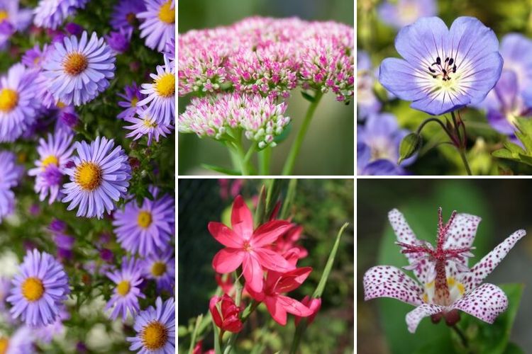 plantes vivaces qui fleurissent en automne