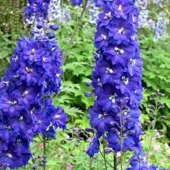 Comment rater vos Delphiniums en 4 leçons.