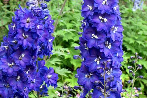 Comment rater vos Delphiniums en 4 leçons.