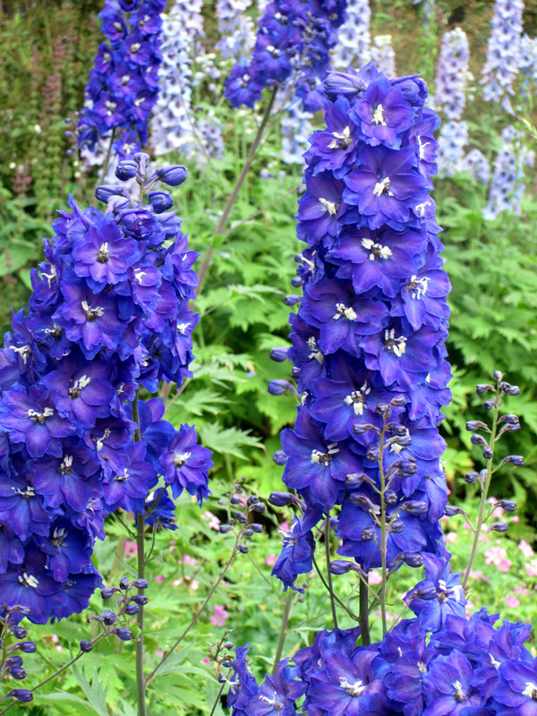 Comment rater vos Delphiniums en 4 leçons.