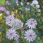 Fleurs sauvages des Alpes en album de vacances...