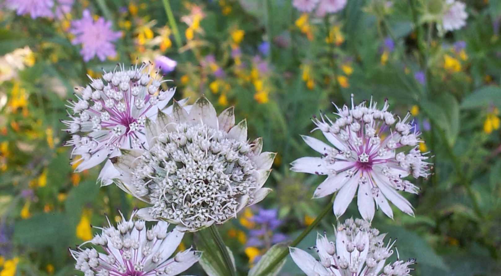 Fleurs sauvages des Alpes en album de vacances...