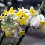 Une floraison magnifique, un parfum envoûtant, découvrez l'Edgeworthia chrysantha