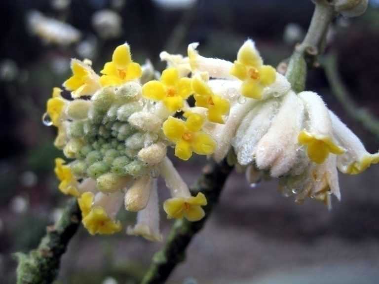 Une floraison magnifique, un parfum envoûtant, découvrez l'Edgeworthia chrysantha