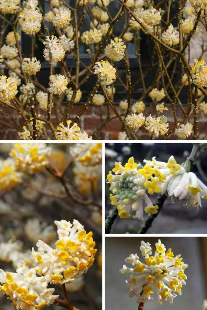 Edgeworthia chrysantha ou Arbre à papier : un petit arbuste à superbe floraison