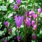 En fleur cette semaine, le Dodecatheon meadia Queen Victoria