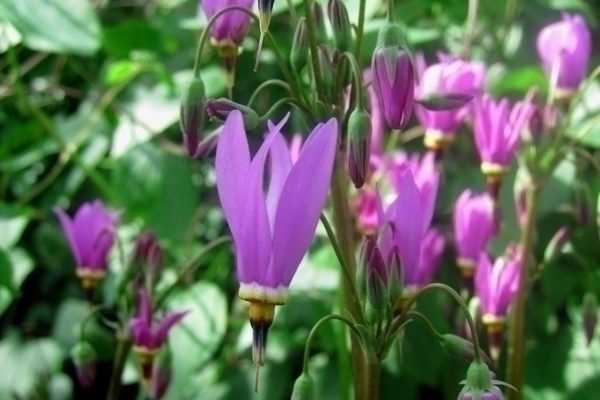 En fleur cette semaine, le Dodecatheon meadia Queen Victoria