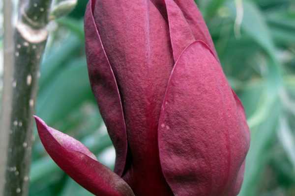 Magnolia Genie, une nouvelle obtention.