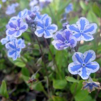 Camaïeu de fleurs bleues de printemps.