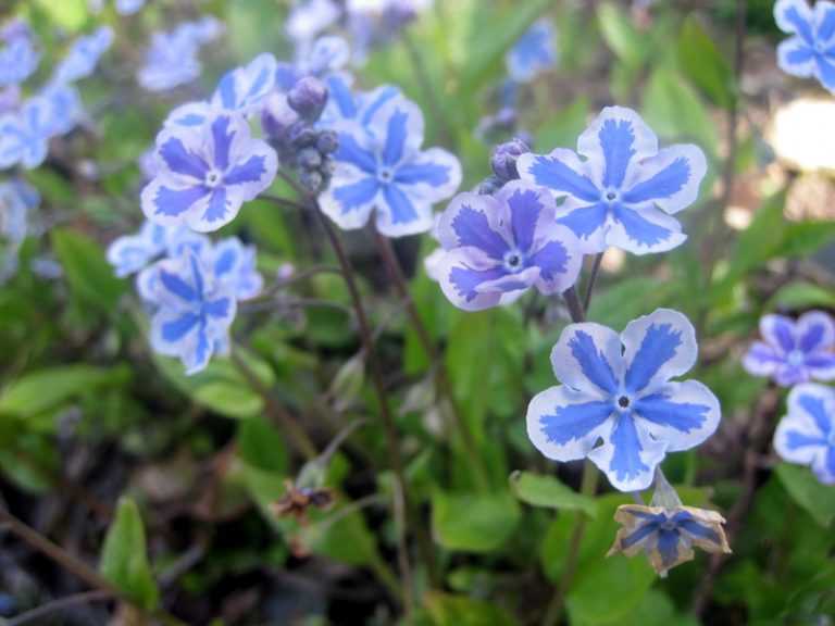 Camaïeu de fleurs bleues de printemps.