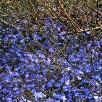 Connaissez-vous la Veronica umbrosa Georgia Blue?