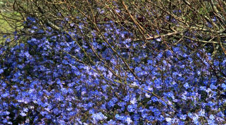 Connaissez-vous la Veronica umbrosa Georgia Blue?