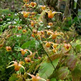 En fleur cette semaine : l'Epimedium Amber Queen