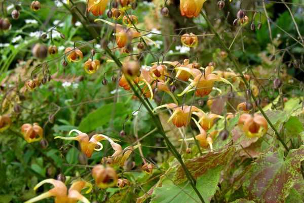 En fleur cette semaine : l'Epimedium Amber Queen