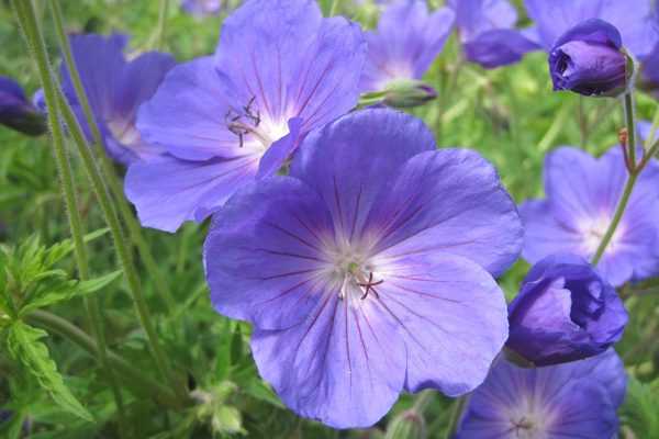 Les plus beaux géraniums bleus