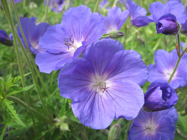 Les plus beaux géraniums bleus